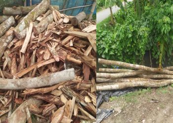 টাঙ্গাইলে শাল গজারী গাছ ব্যবহার হচ্ছে পাইলিং ও ঘর নির্মাণে || বন বিভাগ উদাসীন।