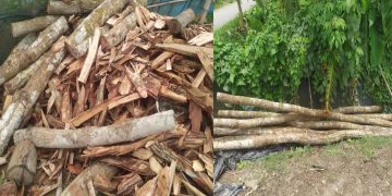 টাঙ্গাইলে শাল গজারী গাছ ব্যবহার হচ্ছে পাইলিং ও ঘর নির্মাণে || বন বিভাগ উদাসীন।