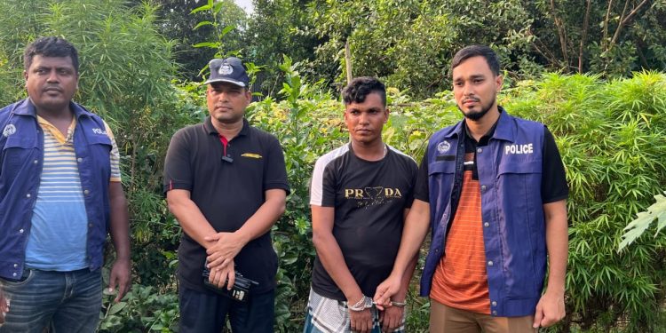 ধামরাইয়ে লেবু বাগানের ভিতরে মিলল গাঁজা গাছ, যুবক গ্রেপ্তার।