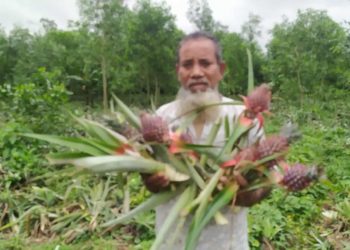 মধুপুরে ৫ হাজার আনারস কেটে ফেলার অভিযোগ।