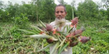 মধুপুরে ৫ হাজার আনারস কেটে ফেলার অভিযোগ।