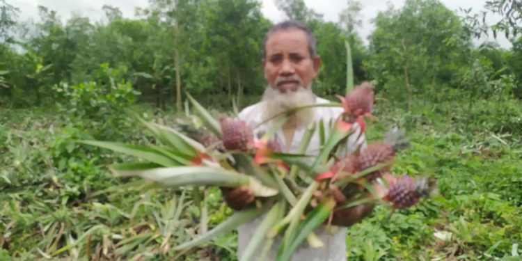 মধুপুরে ৫ হাজার আনারস কেটে ফেলার অভিযোগ।