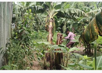 ভালুকায় প্রশাসকের নির্দেশনা অমান্য করে সরকারি রাস্তায় ফসলের চাষ, এক পরিবারের চলাচল একেবারেই বন্ধ।
