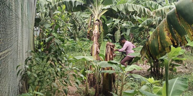 ভালুকায় প্রশাসকের নির্দেশনা অমান্য করে সরকারি রাস্তায় ফসলের চাষ, এক পরিবারের চলাচল একেবারেই বন্ধ।