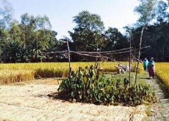 রৌমারীতে অবৈধ ভাবে জমি দখলের চেষ্টার অভিযোগ উঠেছে হামিদ গং বিরুদ্ধে।