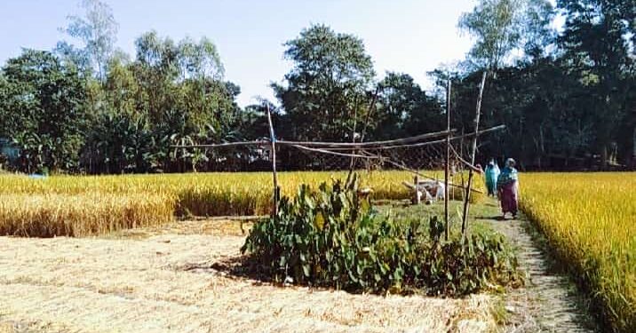 রৌমারীতে অবৈধ ভাবে জমি দখলের চেষ্টার অভিযোগ উঠেছে হামিদ গং বিরুদ্ধে।