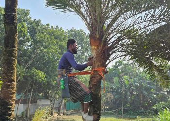 শীতের স্নিগ্ধতায় গ্রামীণ জনপদে খেজুরের রস সংগ্রহে ব্যস্ত গাছিরা।