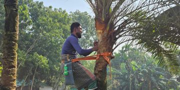 শীতের স্নিগ্ধতায় গ্রামীণ জনপদে খেজুরের রস সংগ্রহে ব্যস্ত গাছিরা।