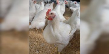 বেড়ায় মুরগির বাজারে অস্থিরতা; ভোক্তা অধিকার সংরক্ষণ অধিদপ্তরের নিয়মিত বাজার তদারকি জরুরী।