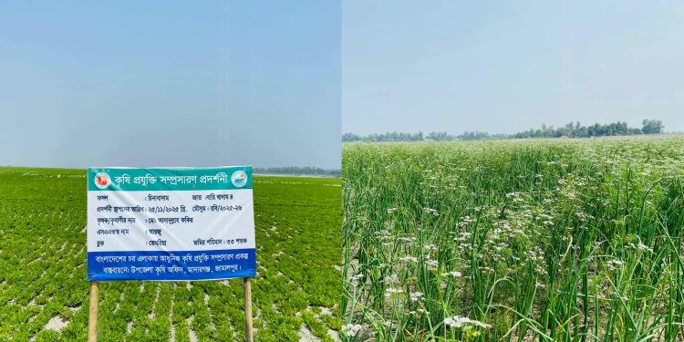 জামালপুরের মাদারগঞ্জে যমুনার চরে পেঁয়াজ ও বাদামের  বাম্পার ফলনের সম্ভাবনা।