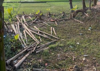 জমি দখল চেষ্টার অভিযোগ, কেটে ফেলা হয়েছে গাছপালা।