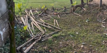 জমি দখল চেষ্টার অভিযোগ, কেটে ফেলা হয়েছে গাছপালা।