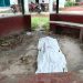 বেড়ায় ধানক্ষেতে পাওয়া গেল এক বৃদ্ধা রিকশাচালকের গলাকাঁটা লাশ।