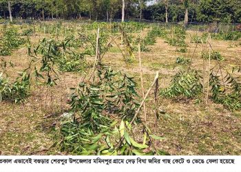 বগুড়ার শেরপুরে গাছের সঙ্গে এ কেমন শক্রতা।