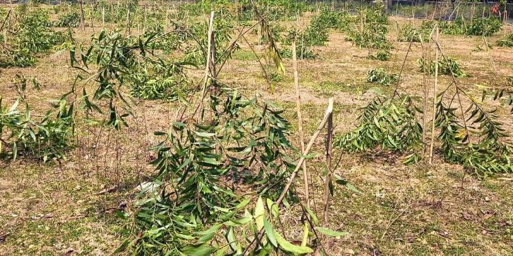 বগুড়ার শেরপুরে গাছের সঙ্গে এ কেমন শক্রতা।