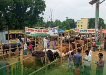 প্রশাসনের তত্ত্বাবধানে আগামীকাল সাঁথিয়ায় গরুর হাট, সফল করতে নিরলস কাজ করছেন ব্যারিস্টার মোমেন।