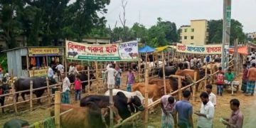 প্রশাসনের তত্ত্বাবধানে আগামীকাল সাঁথিয়ায় গরুর হাট, সফল করতে নিরলস কাজ করছেন ব্যারিস্টার মোমেন।