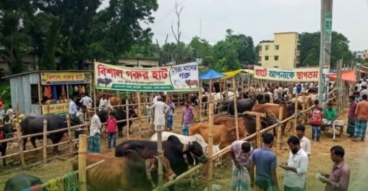 প্রশাসনের তত্ত্বাবধানে আগামীকাল সাঁথিয়ায় গরুর হাট, সফল করতে নিরলস কাজ করছেন ব্যারিস্টার মোমেন।
