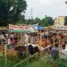 প্রশাসনের তত্ত্বাবধানে আগামীকাল সাঁথিয়ায় গরুর হাট, সফল করতে নিরলস কাজ করছেন ব্যারিস্টার মোমেন।