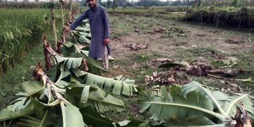 বগুড়ার শেরপুরে জমি নিয়ে বিরোধ বাগানের কলা গাছ কেটে ফেললো প্রতিপক্ষের ভাড়াটে সন্ত্রাসীরা।