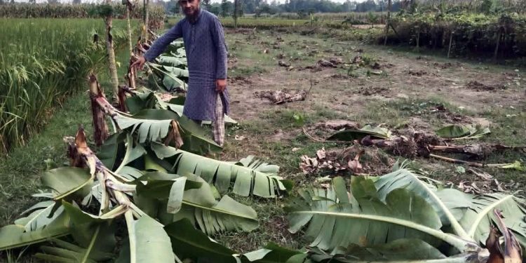 বগুড়ার শেরপুরে জমি নিয়ে বিরোধ বাগানের কলা গাছ কেটে ফেললো প্রতিপক্ষের ভাড়াটে সন্ত্রাসীরা।