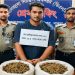 পাবনায় সাড়ে ১৩ কেজি গাঁজাসহ গ্রেফতার ১, মামলা দায়ের।