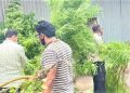 ১১টি গাঁজা গাছসহ একজন গ্রেপ্তার।