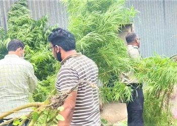 ১১টি গাঁজা গাছসহ একজন গ্রেপ্তার।