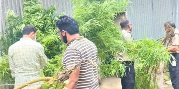 ১১টি গাঁজা গাছসহ একজন গ্রেপ্তার।