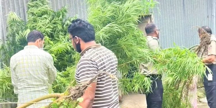১১টি গাঁজা গাছসহ একজন গ্রেপ্তার।