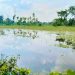 জামালপুরে ২০০ একর ফসলি জমি অনাবাদি, পানিবন্দি শতাধিক পরিবার।।ইউএনওর কাছে এলাকাবাসীর লিখিত আবেদন।