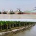 পাবনার ভাঁড়ারায় চায়না কাটার দিয়ে অবাধে বালু উত্তোলন: ভাঙনে বিলীন ফসলি জমি, নেপথ্যে শক্তিশালী সিন্ডিকেট।