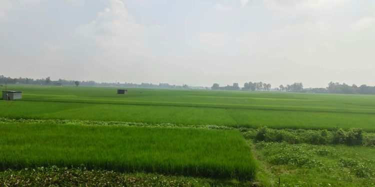 জামালপুরের মাদারগঞ্জে ১,৩৫০ টাকার সরকারি সার বিক্রি হচ্ছে ১,৭৫০–১,৮৫০ টাকায়, বিপাকে কৃষক।