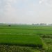 জামালপুরের মাদারগঞ্জে ১,৩৫০ টাকার সরকারি সার বিক্রি হচ্ছে ১,৭৫০–১,৮৫০ টাকায়, বিপাকে কৃষক।
