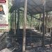 জামালপুরের মাদারগঞ্জে নাতনী নিখোঁজের দুইদিন পর’গোয়াল ঘরে অগ্নিদগ্ধে গরু ও ছাগলের মৃত্যু।