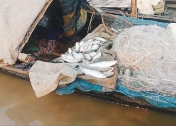 সরকারি নিষেধাজ্ঞা উপেক্ষা করে যমুনায় চলছে ইলিশ ধরার মহা উৎসব।