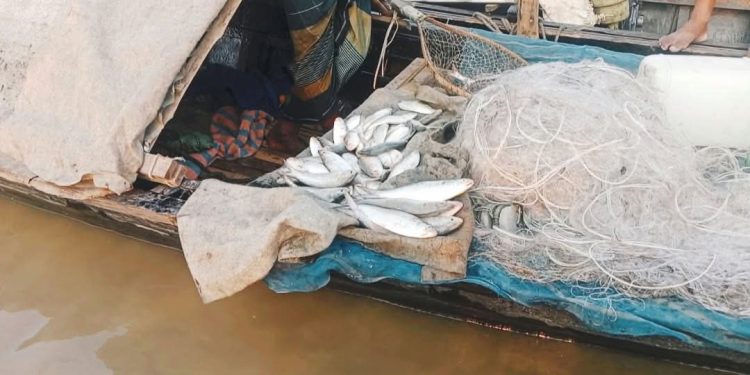 সরকারি নিষেধাজ্ঞা উপেক্ষা করে যমুনায় চলছে ইলিশ ধরার মহা উৎসব।