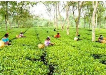 নোয়াপাড়া চা বাগানে মজুরি পাননি, হতাশ চা শ্রমিকরা।