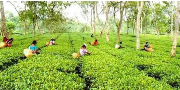 নোয়াপাড়া চা বাগানে মজুরি পাননি, হতাশ চা শ্রমিকরা।